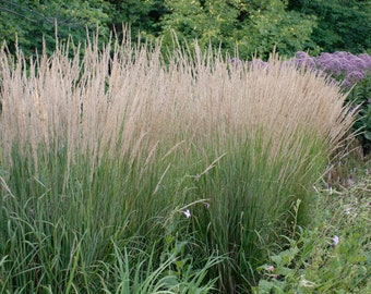 Karl Foerster Freather Reed Grass 50 Plant  Flat Great Ornamental