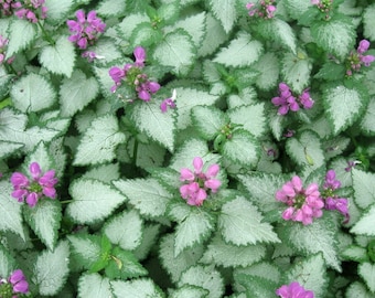 Lamium, Orchid Frost;  Set of 3 Pots