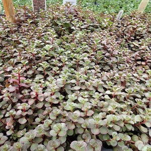 Dragon's Blood Sedum 72 Plant Plug Flat Great Groundcover