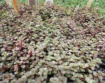 Dragon's Blood Sedum 72 Plant Plug Flat Great Groundcover