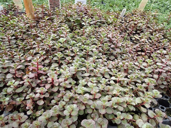 Dragon S Blood Sedum 72 Plant Plug Flat Great Groundcover Etsy Dragon S Blood Sedum 72 Plant Plug Flat Great Groundcover Etsy