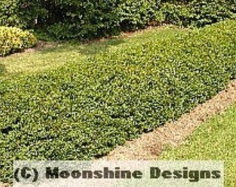 Amur River North Privet, HEDGE Plants Lot of 10