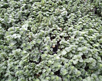 Summer Glory Sedum 72 Planta Plug Flat Great Groundcover