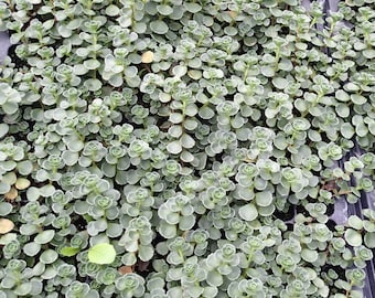 Royal Pink Sedum 72 Plant Plug Flat Great Groundcover