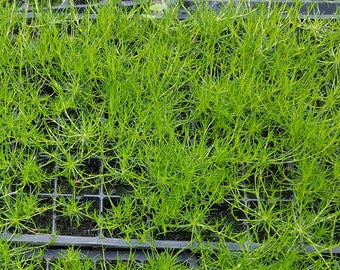 Irish Moss 72 Plant Plug Flat Great Groundcover