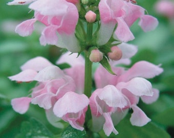 Pink Pewter Lamium 18 Pot Flat