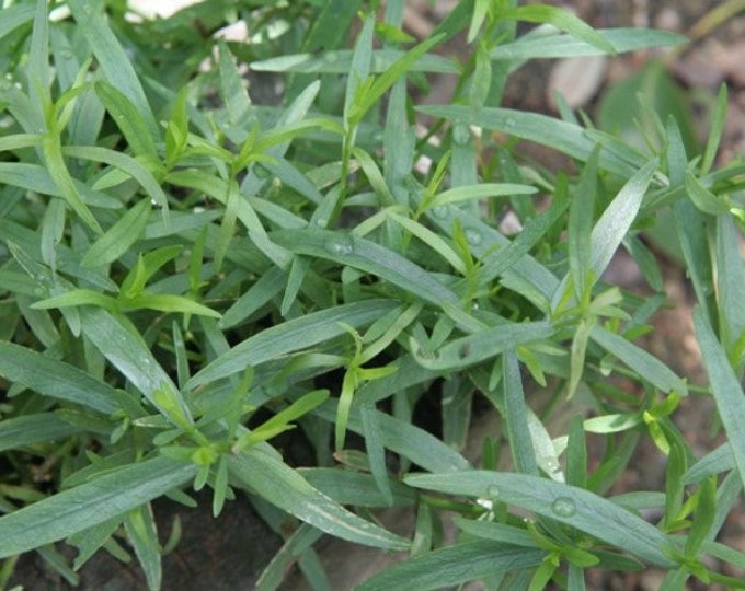 TARRAGON Set of THREE POTS Perennial Herb Etsy