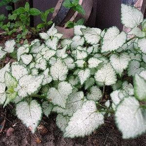 Lamium, Beacon Silver Set of 3 Pots image 3