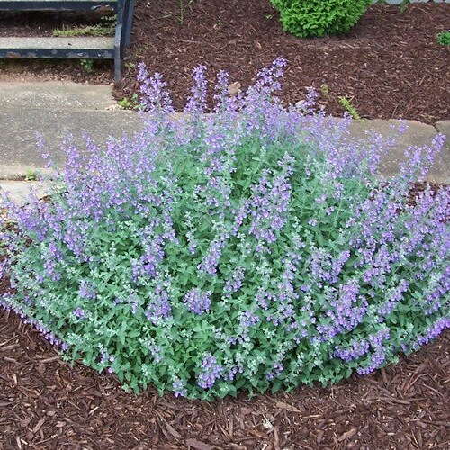 Catmint Walkers Low Set of 3 Pots Etsy