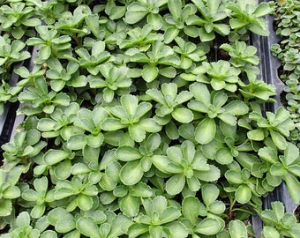 Kamchatcan Sedum 72 Plant Plug Flat Great Groundcover