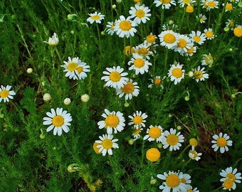 Roman Chamomile Perennial herb groundcover FLAT OF 50 PLANTS