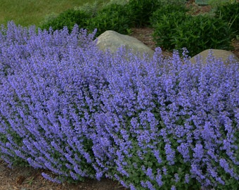 Purrsian Blue Catmint Set of three 3-1/2" Pots