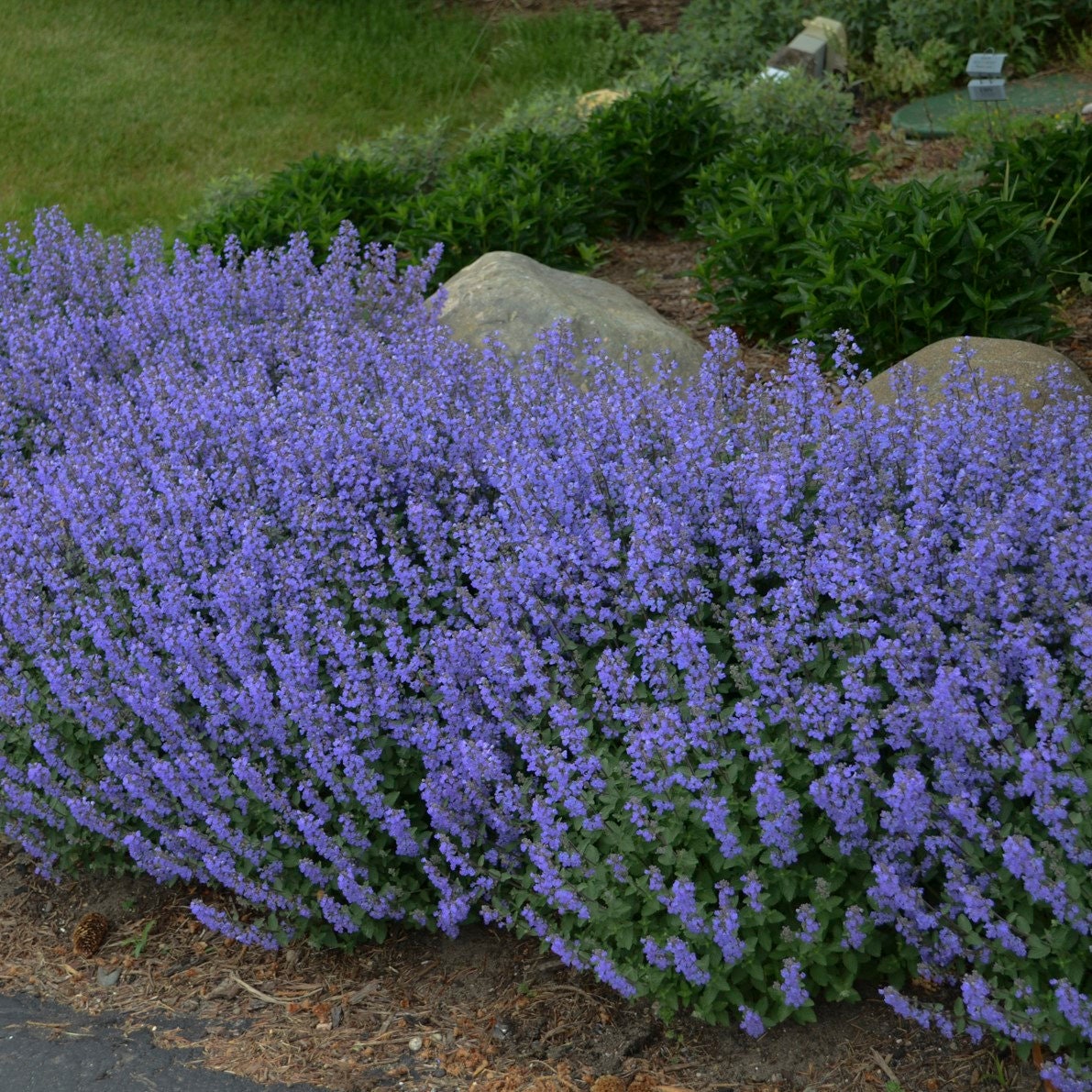 Purrsian Blue Catmint Set of three 3-1/2" Pots