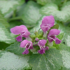 Lamium, Beacon Silver Set of 3 Pots image 2