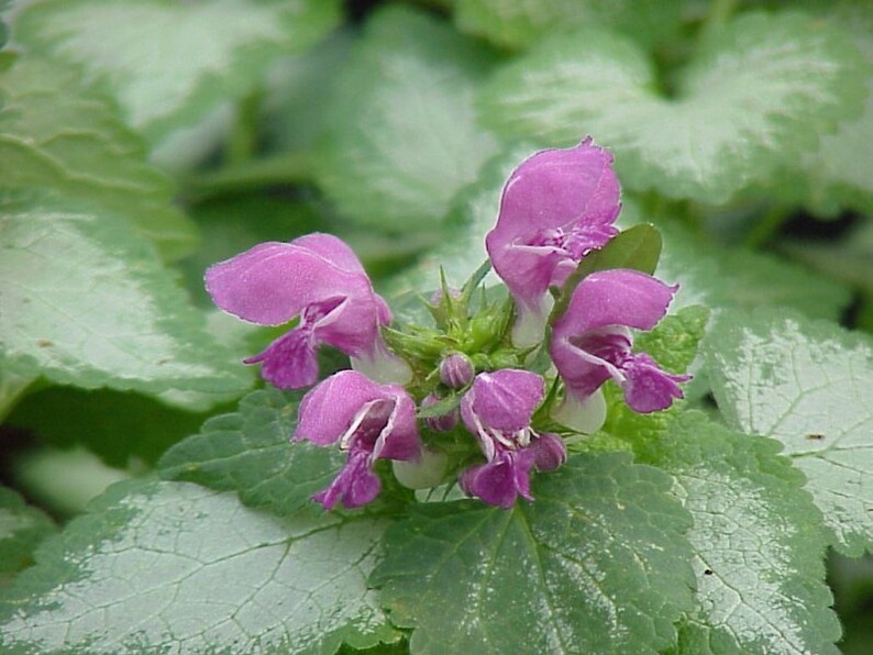 lamium, baliza plateada Set de 3 Macetas imagen 2