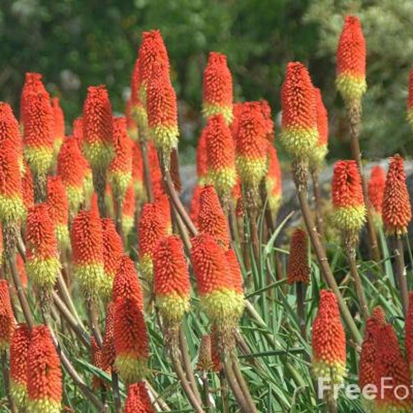 Kniphofia Flamenco  3 Pots (tritoma, red hot poker, torch lily)