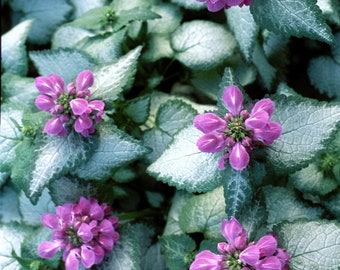 Lamium, Purple Dragon;  Set of 3 Pots