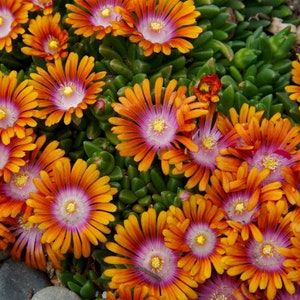 Ice Plant, Fire Spinner; Flat of 18 Pots