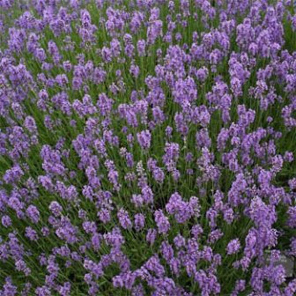 Munstead Lavender  Flat of 70 Plants