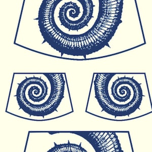 May include: Three blue and white illustrations of a nautilus shell with a spiral pattern. The illustrations are in different sizes and orientations.