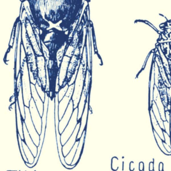 F603 Rolling Mill Rollerprint-patroon (Cicada) 3" x 6" laag reliëfpatroon (lasergegraveerd papier)