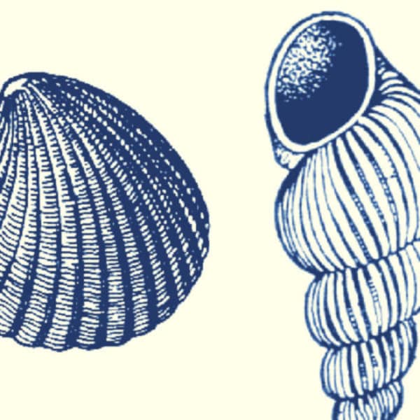 J951 (Ze verkoopt zeeschelpen) Walserij, laag reliëfpatroon 5 "x 7" (lasergegraveerd papier)