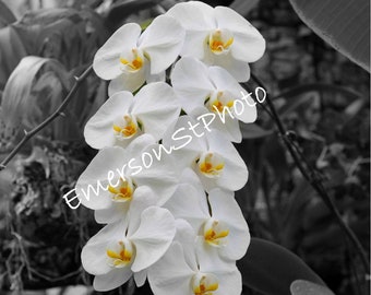 White flower with B&W background