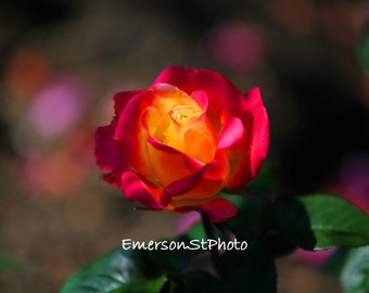 Rose with various bright colors.