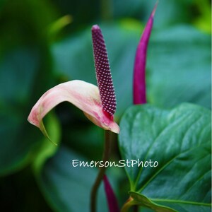 Garden colors