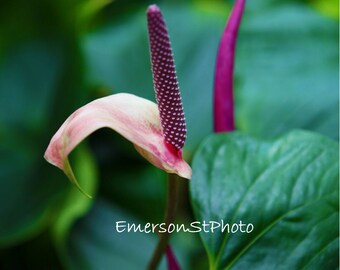 Garden colors