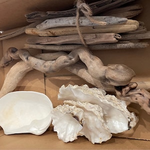 Peut inclure: Une collection de bois flotté et de coquillages dans une boîte en carton. Le bois flotté est de formes et de tailles variées, et les coquillages sont blancs et ont un éclat nacré.