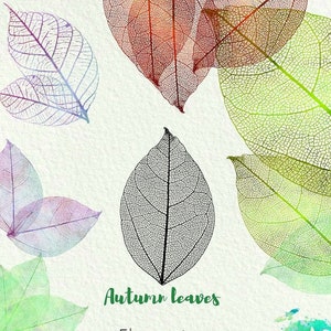 Skeleton Leaves Clipart, Watercolor Leaves , Botanical ,PNG Wedding ,Overlay  Leaves ,Iridiscent plants, High resolution png.Commercial Use