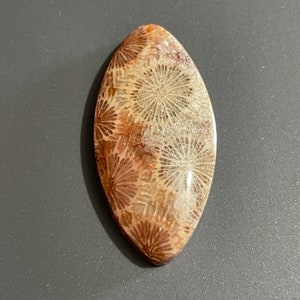 Fossil Coral Starburst Stone Cabochon For Jewelry Making, FC2401