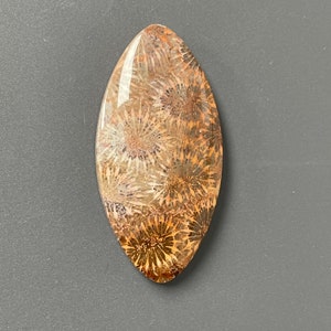 Fossil Coral Starburst Stone Cabochon For Jewelry Making, FC2404