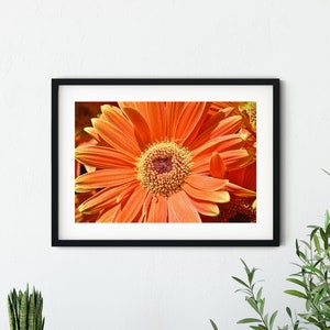 Orange Gerbera Daisy