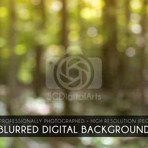 Thin Forest Trees in Afternoon Light • Blurred Digital Background