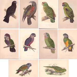 Parrots set of ten pictures  Pappagalli - serie di 10 stampe