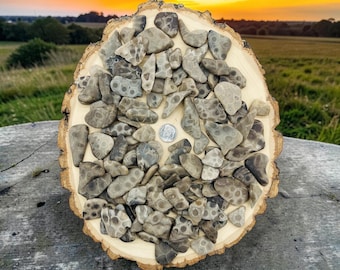 Small Petoskey stone slabs.  One Pound