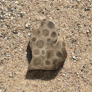 Medium Petoskey Stone Michigan Shaped Magnet