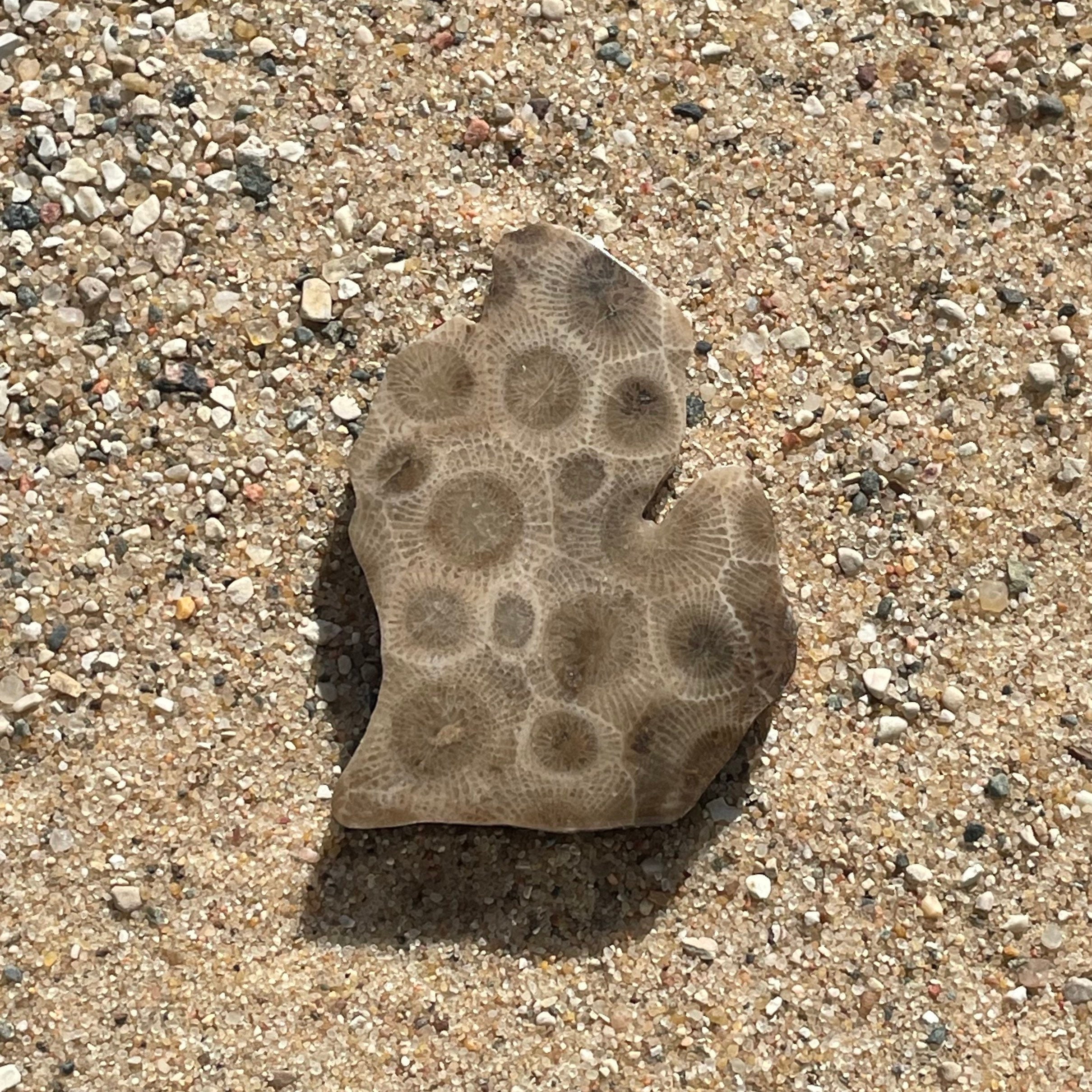 Medium Petoskey Stone Michigan Shaped Magnet