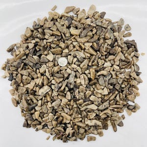 May include: A pile of fossilized coral pieces in shades of tan, brown, and gray. The pieces vary in size and shape, with a U.S. quarter for scale. The coral has a textured surface with visible patterns and details.