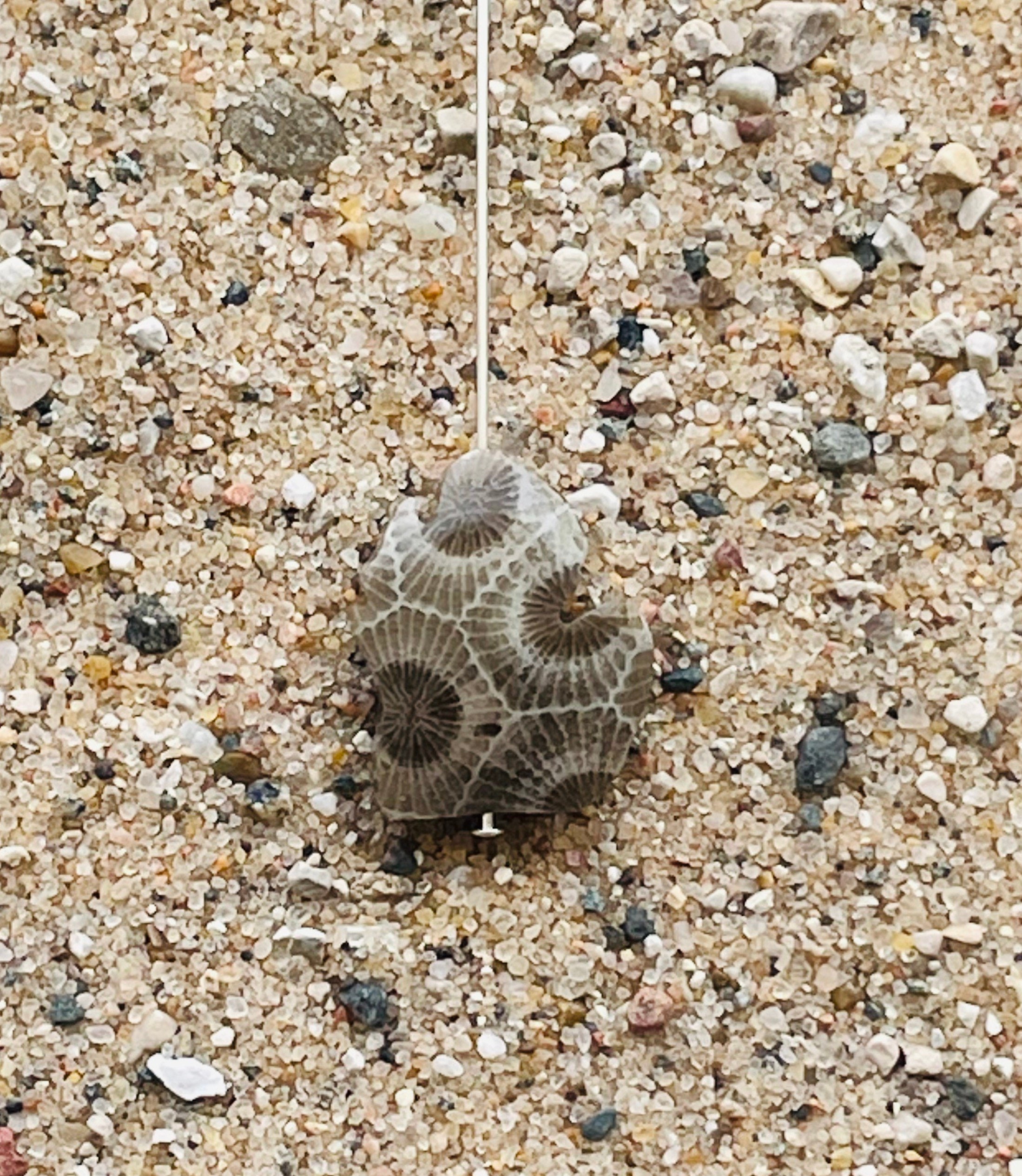 Petoskey Stone Michigan Shaped Bead - Sold Individually