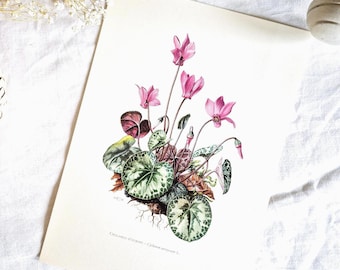 Flower botanical print, Floral wall decoration, Old botanical poster, Vintage illustration, Vintage botanical