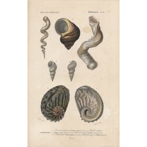 Puede incluir: Una ilustración vintage de varias conchas marinas, incluyendo una concha en espiral, una concha marrón con una raya amarilla, una concha larga y curva, y dos conchas de abulón. La ilustración está etiquetada como "Mollusques, Pl. II." y "Gasteropodes".