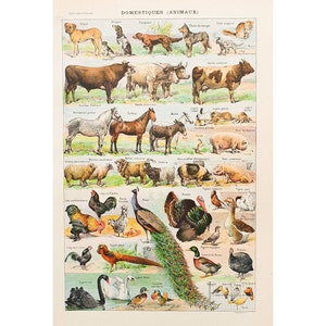 Poster ANIMALI DA FATTORIA 1920 | Vecchio poster vintage | Tavola con illustrazioni di animali | Antico poster francese originale | Decorazione della parete del soggiorno