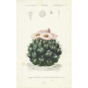 1849 Antiker Botanischer Druck, Antikes Vintage Kaktus Pflanzen Poster, handgemalte Illustration, seltenes Original Geschenk, Einzigartiges Dekor