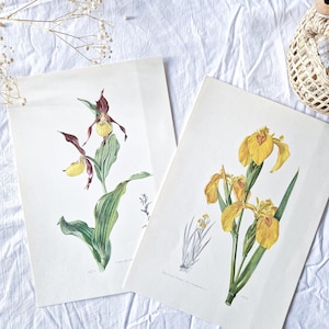 1950 Conjunto de 2 platos botánicos ilustrados vintage, Cartel floral antiguo, Cartel de ilustración de flores original *Iris*