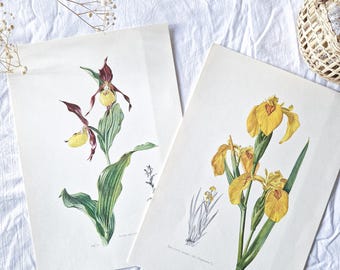 Set van 2 vintage geïllustreerde botanische platen uit 1950, Oude bloemenposter, Geïllustreerde bloemenposter, Iris