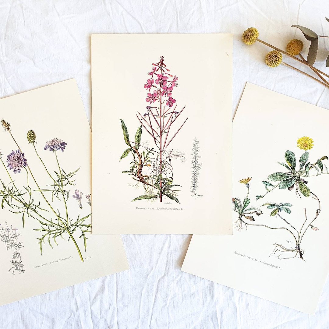 1950 Set of 3 Vintage Botanical Prints, French Antique Posters ...