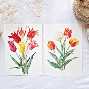 1964 Lote 2 pratos botânicos antigos, pôsteres botânicos antigos, ilustrações de flores antigas, desenhos de flores de tulipa, decoração, presente